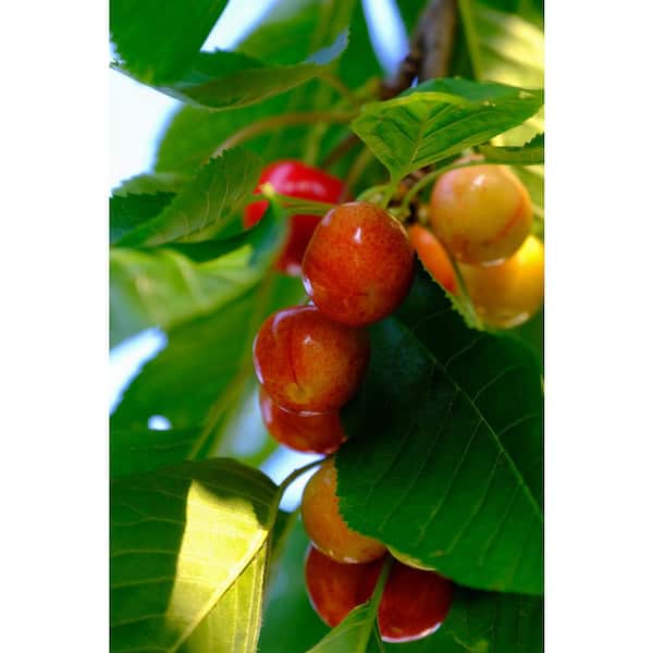 https://images.thdstatic.com/productImages/855e2955-8c1a-4a62-b535-e882d7e18804/svn/online-orchards-fruit-trees-ftch009-1f_600.jpg
