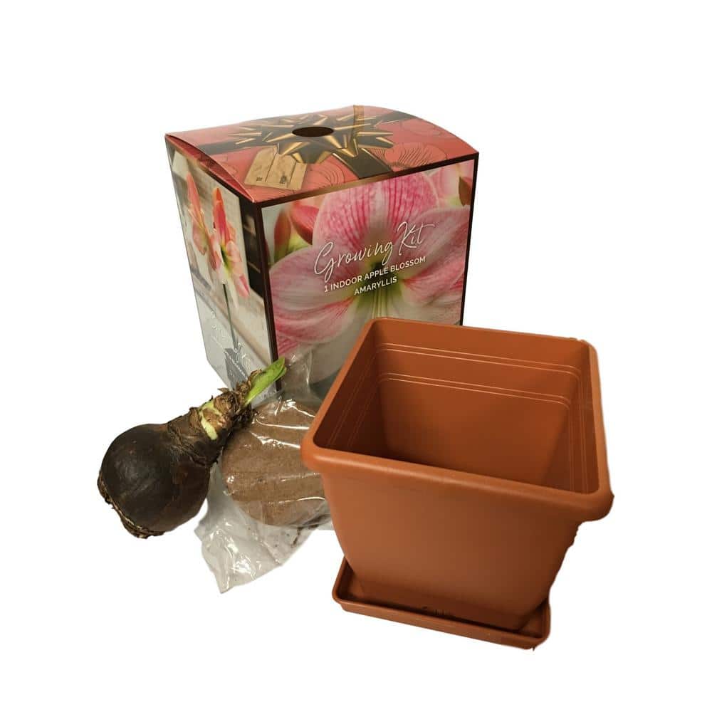 Apple Blossom Amaryllis Planting Box Kit