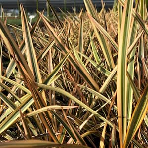 #1 Container 'Golden Ray' Flax Grass Plants (4-Pack)