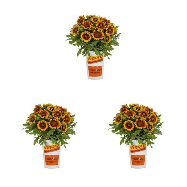 2 qt. Gaillardia Spintop Yellow Touch Perennial Plant (3-Pack)
