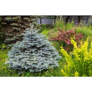 are dogwood shrubs safe for dogs