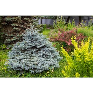 1 Gal. Baby Blue Spruce Shrub With Silvery Turquoise Evergreen Needles