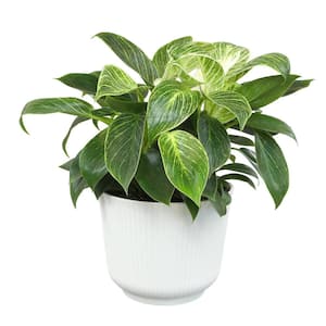 Philodendron Birkin Variegated Houseplant in 6 in. White Decorative Plant Pot Gift