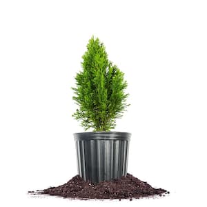 Emerald Green Arborvitae in 1 Gal. Grower's Pot, Hardy Low Maintenance Privacy Tree