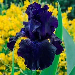 Purple Flowering Perennial Ozark Rebounder Reblooming Bearded Iris Live Bareroot Plant (1-Pack)