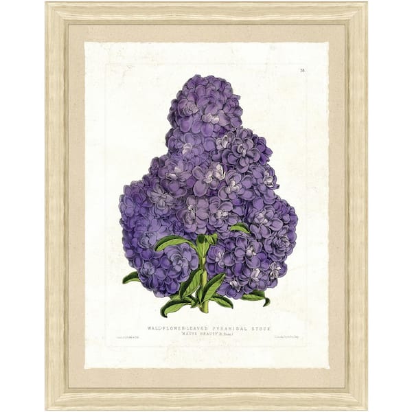 Vintage Print Gallery 26 in. x 32 in."Botanical III" Full Size Framed Archival Paper Wall Art