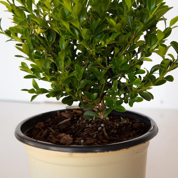 2 Gal. Babylon Beauty Boxwood, Evergreen Shrub With Glossy Green Foliage