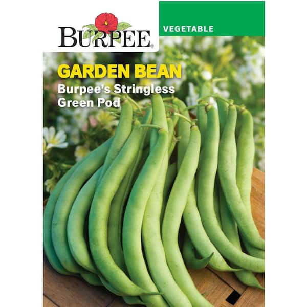 Bean Bush Snap Burpee's Stringless Green Pod Vegetable Seed