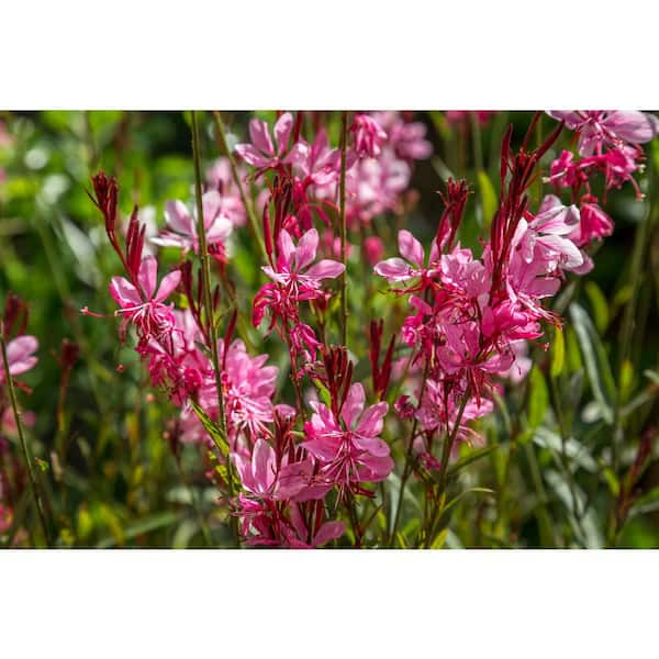 BELL NURSERY 1 Gal. Pink Gaura Live Flowering Full Sun Perennial Plant