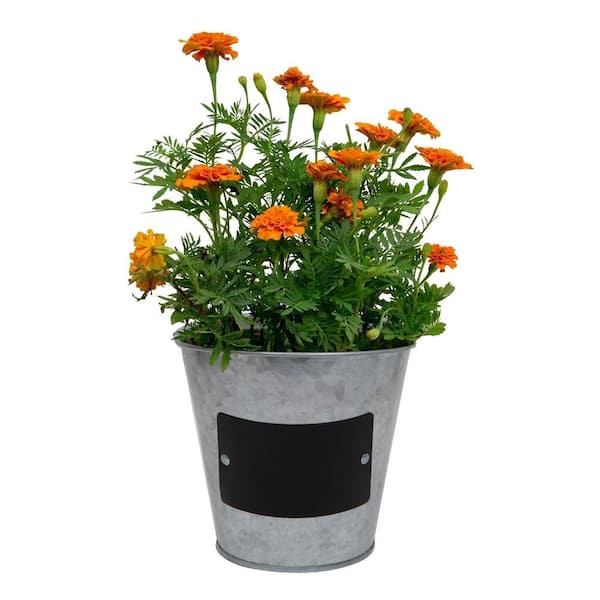 Pennington 5.5 in. Small Metal Tin Planter with Chalkboard