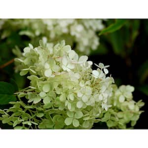 2 Gal. Hydrangea Bobo Shrub - Clusters of White Flowers