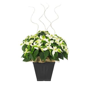 2 Qt. Princettia White Christmas Poinsettia w/Decorative Tremont Pot (1-Pack)