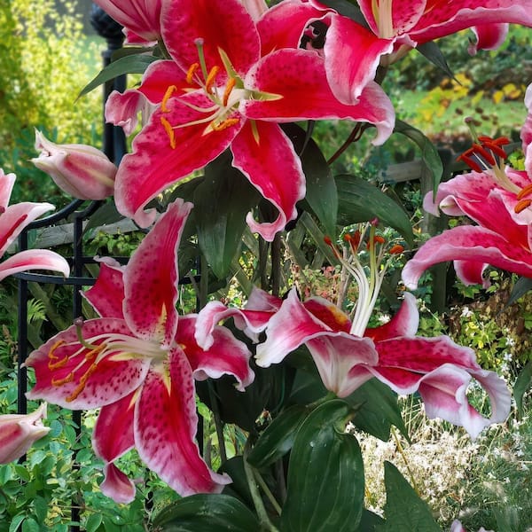 national PLANT NETWORK Lily Stargazer Mixed Bulbs (5-Pack) HD3430