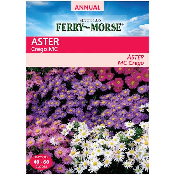 Ferry-Morse Aster Crego Mixed Colors Flower Seed