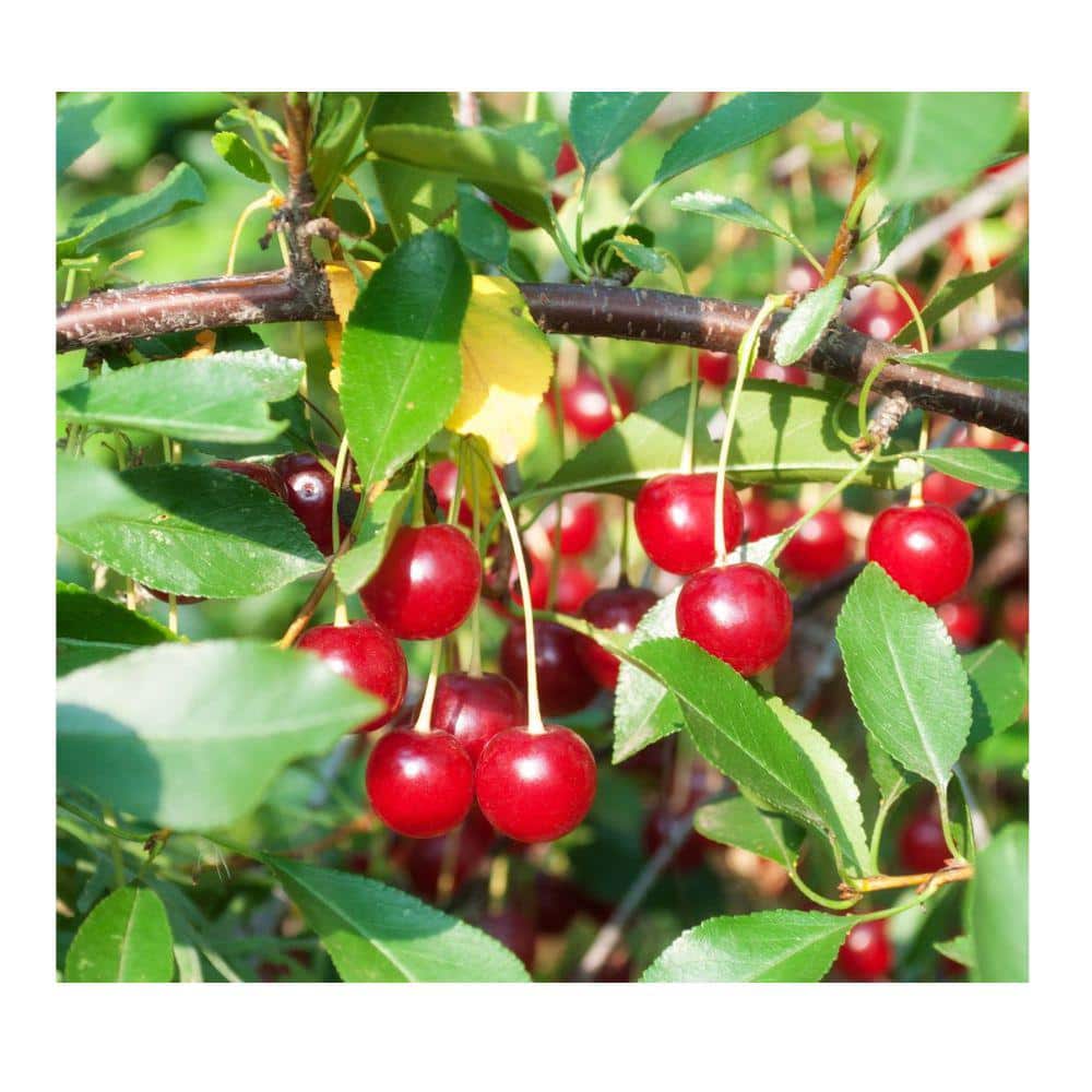 7 Gal. Bing Cherry Tree