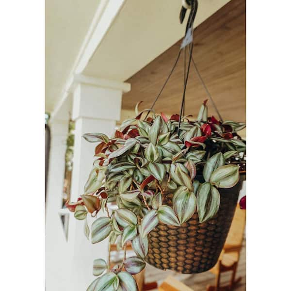 12 Cm. Feeling Flirty Plant in Cermaic Pot