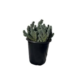 Live Blue Spruce Stonecrop Planters in Separate in Pots Pet-Safe (1-Pack)