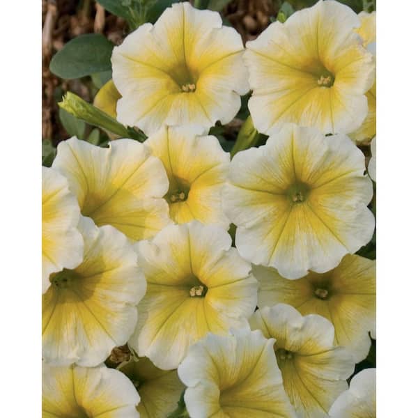 PROVEN WINNERS Supertunia Limoncello (Petunia) Live Plant, Yellow Flowers, 4.25 in. Grande