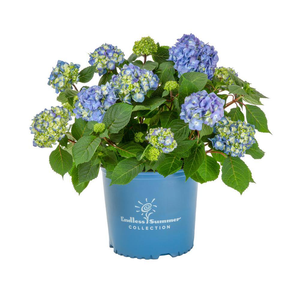 METROLINA GREENHOUSES 1 Gal. Endless Summer Hydrangea Bloomstruck Blue ...