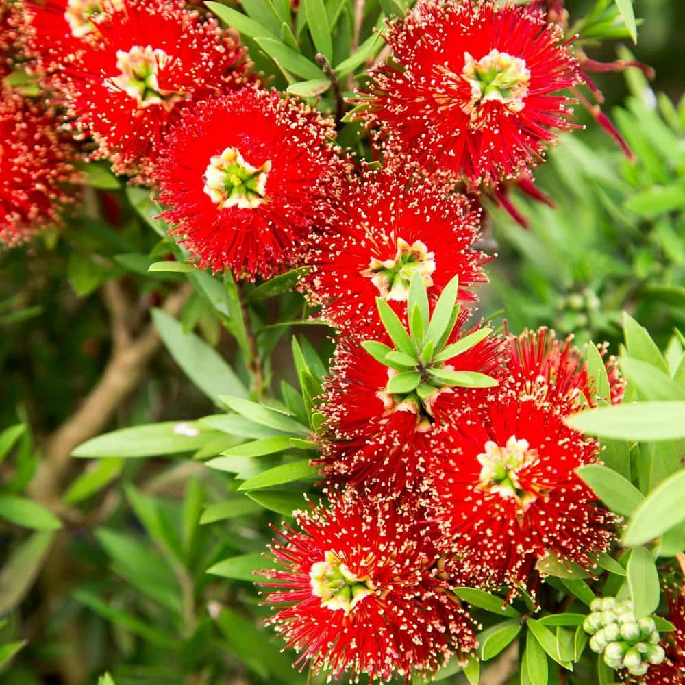 Callistemon 'Woodlander's Red' - Bottlebrush Tree (4.5 Pot)