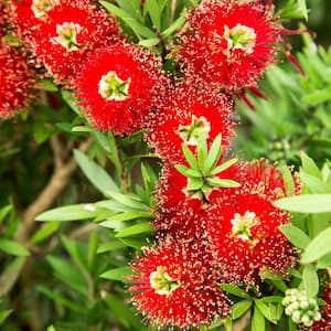 2 Gal. Light Show Bottlebrush Dwarf Plant with Red Flowers