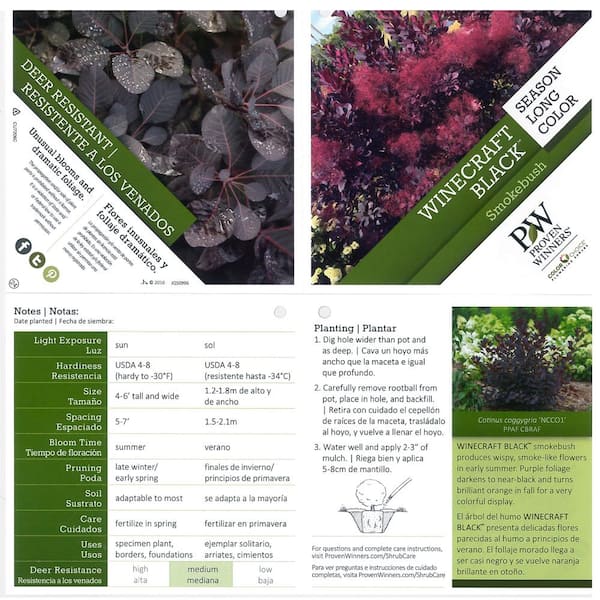 Winecraft Black® - Smokebush - Cotinus coggygria