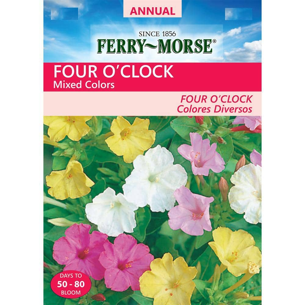 Ferry Morse Four O Clock Mixed Colors Seed 1051 The Home Depot