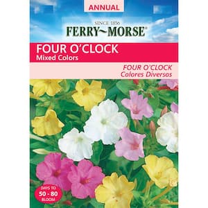Four O'Clock Mixed Colors Seed