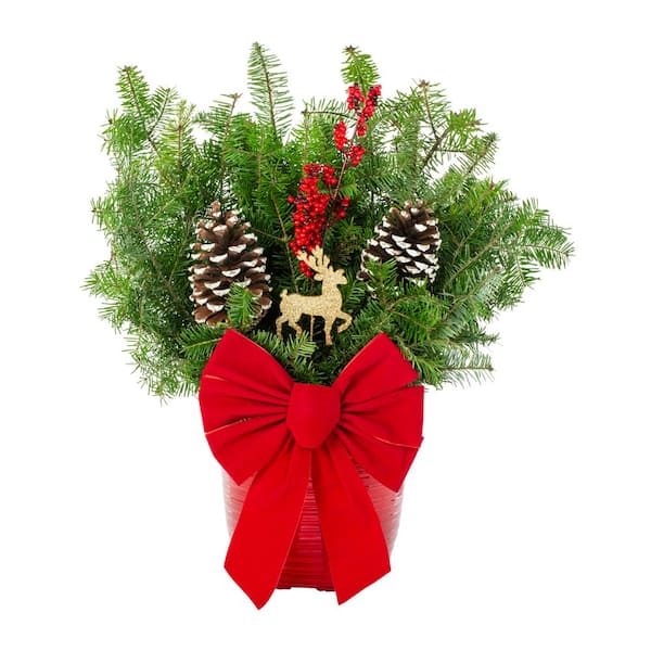 1.25 Gal. Fresh Cut Holiday Greens With Red Bow in Havana Planter