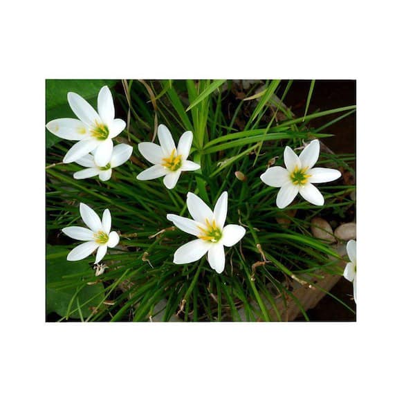 4 in. Potted Bog/Marginal Pond Plant - White Rain Lily