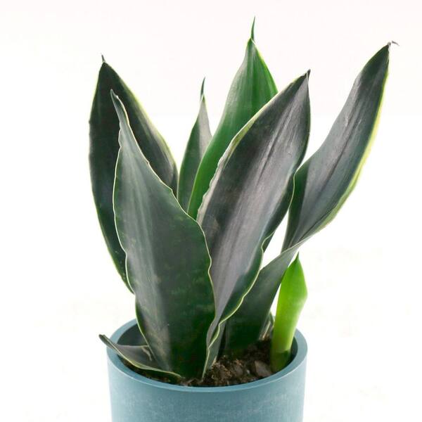 4 in. Sansevieria Fabi Plant in Grower Container (3-Pack)