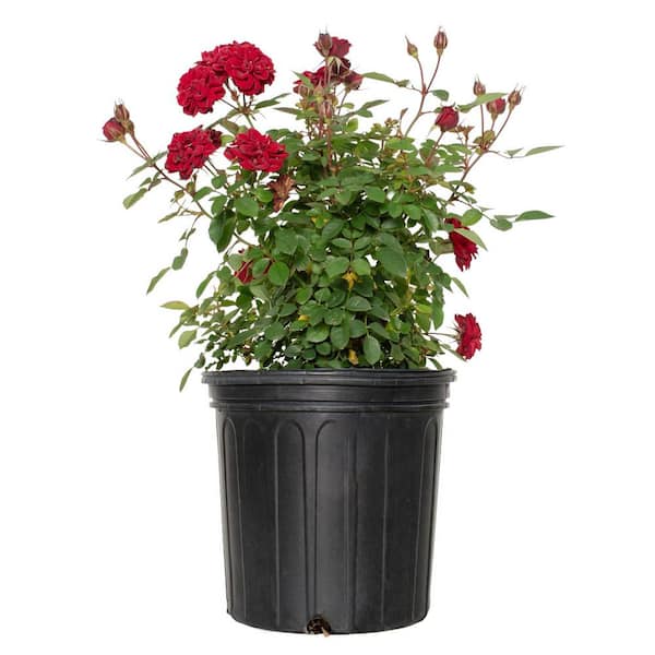 Sunblaze 2 Gal. Sunblaze Red Mini Rose Bush with Red Flowers