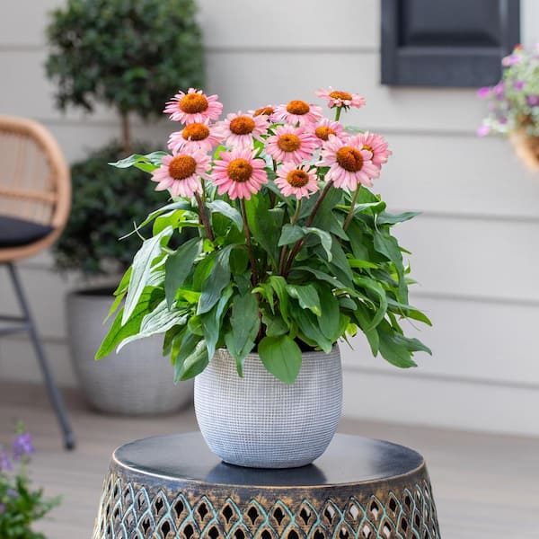 2 QT Echinacea Coneflower 'Sunseekers Red' Red Perennial Plant