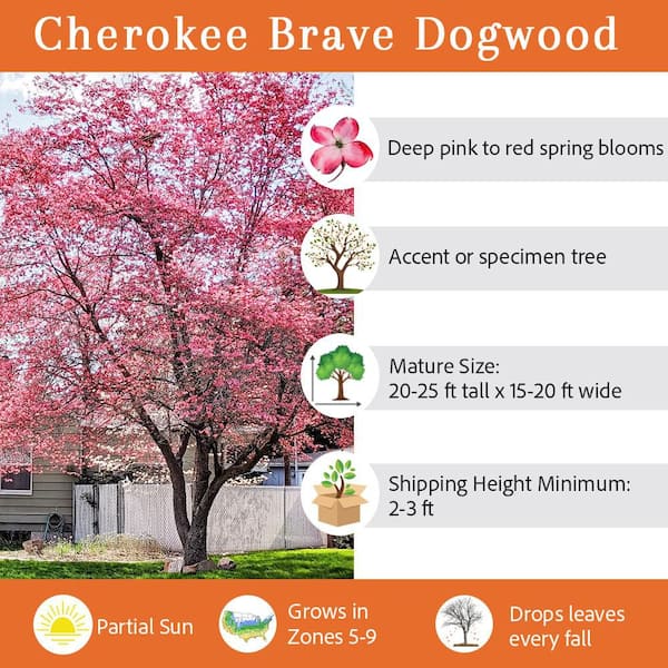 5 Gal. Cherokee Brave Dogwood Flowering Deciduous Tree with Red Flowers