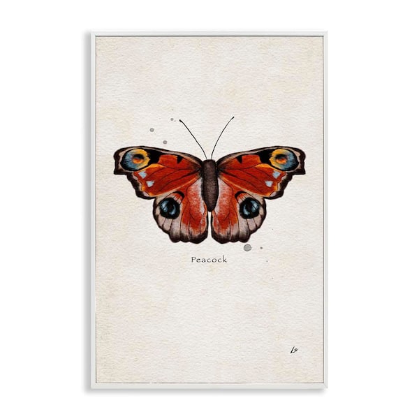 Stupell Industries Peacock Butterfly Study by Lydia Orange White Framed Animal Giclee Art Print 24 in. x 16 in.