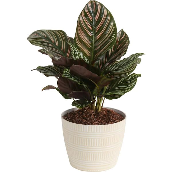 Costa Farms Grower's Choice Calathea Indoor Plant in 6 in. White Pot, Avg. Shipping Height 10 in. Tall
