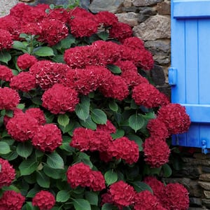 2.5 Qt. Red Beauty Hydrangea Shrub with Red Flowers