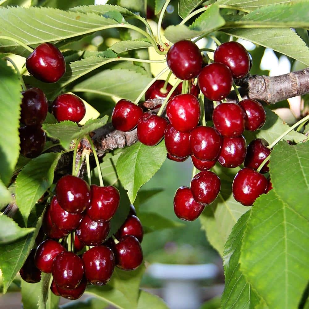 5 Gal. Bing Fruiting Cherry Tree CHEBIN05G - The Home Depot