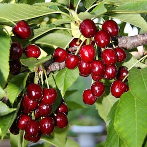 5 Gal. Bing Fruiting Cherry Tree