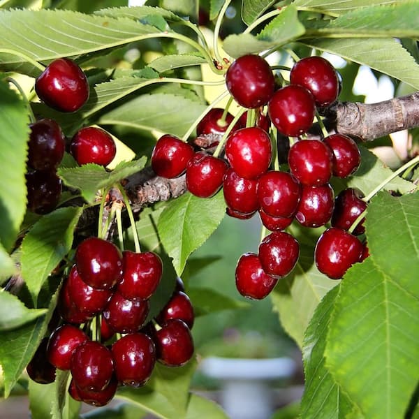 Unbranded 5 Gal. Bing Fruiting Cherry Tree