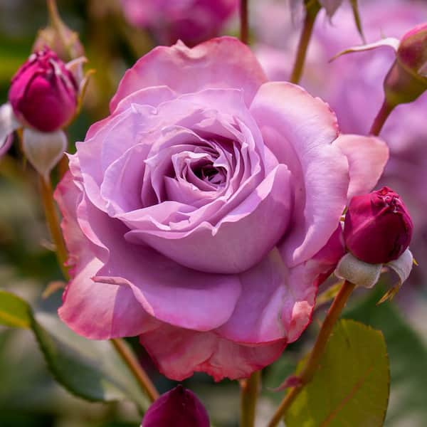 national PLANT NETWORK Bare Root Rose Paradise with Pink Flowers