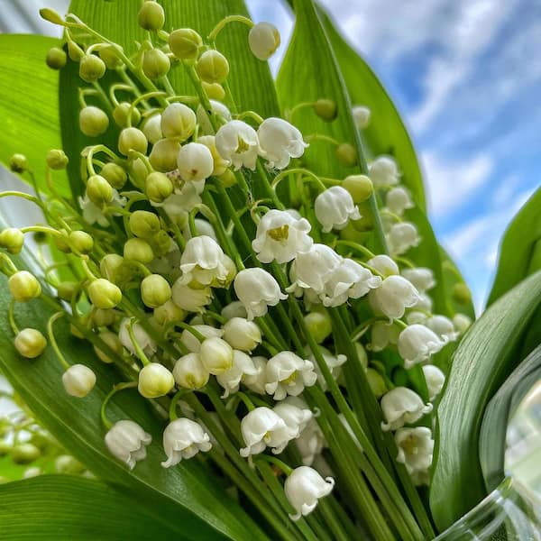 VAN ZYVERDEN Lily of the Valley Roots (10-Pack) 11371 - The Home Depot