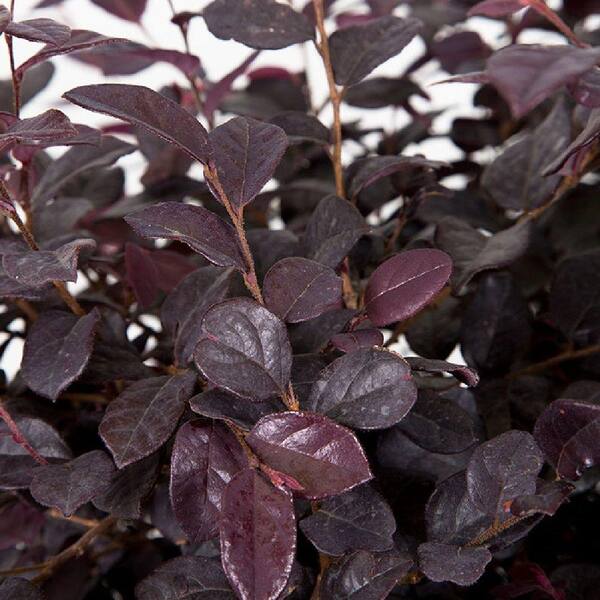 Unbranded 7 Gal. Ruby Loropetalum, Evergreen Shrub, Purple Foliage