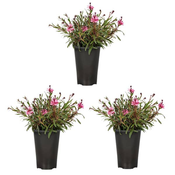 2 Qt. Gaura Belleza Pink Perennial Plant (3-Pack)