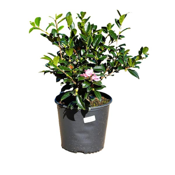 Unbranded 3 Gal. Camellia x sasanqua Z6'Winter's Star' with light pink blooms