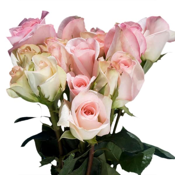 Globalrose Fresh Pastel Pink Color Roses (250 Stems)