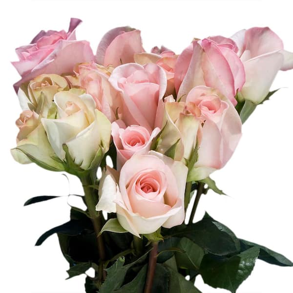 Globalrose Fresh Pastel Color Roses (100 Stems)