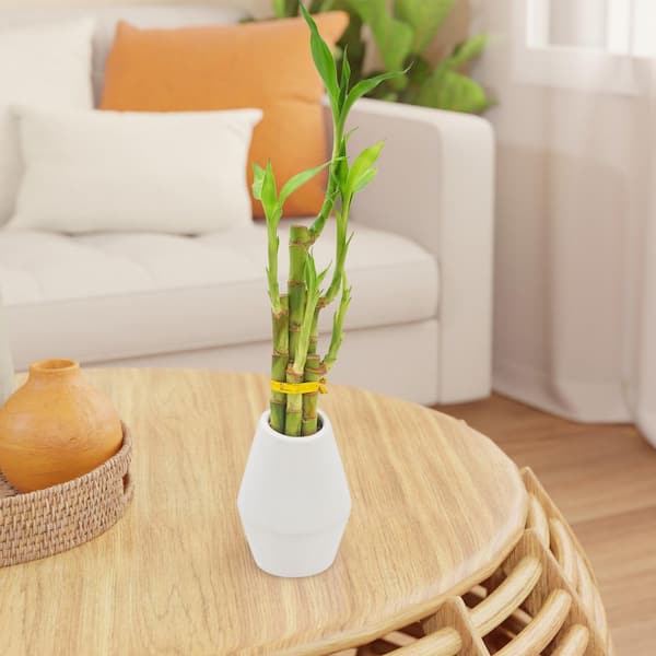 Arcadia Garden Products Live 5-Stem Lucky Bamboo in 3.5" Dimensions II, White