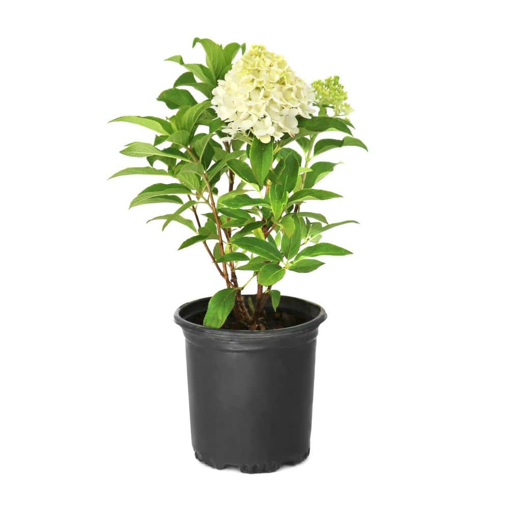 national PLANT NETWORK 1 Gal. Hydrangea Limelight Shrub with White