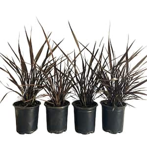#1 Container 'Amazing Red' Flax Grass Plants (4-Pack)
